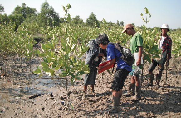 JICAエーヤーワディ・デルタ住民参加型マングローブ総合管理計画プロジェクト （2007～2013年　ミャンマー） マングローブ植林指導・モニタリング