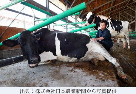 体力が低下し、横たわる牛（北海道標茶町（しべちゃちょう））