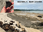 令和３年（2021年）10月の南西諸島（奄美大島、鹿児島県）の海岸の様子と、漂着した軽石（南大東島、沖縄県）の写真