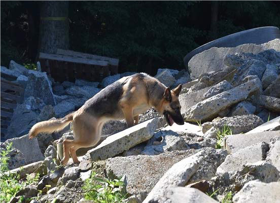 優れた嗅覚で被災者を探し当て、救出の手助けをする災害救助犬。