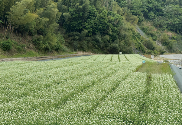 旧小河内集落に広がる蕎麦畑(令和7年(2025年)5月撮影)
