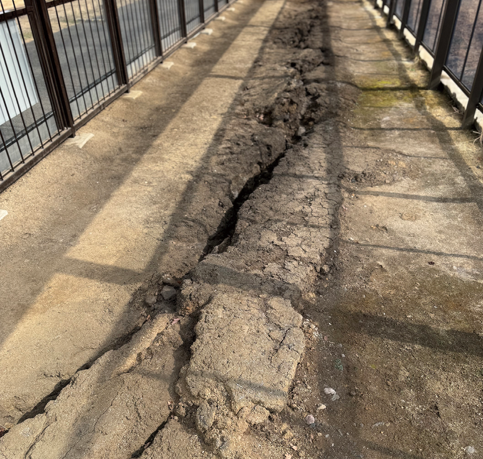 地表地震断層（令和8年（2026年）2月撮影）