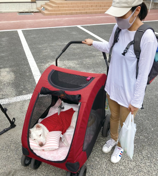 ペット同行
