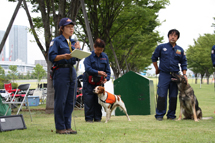 救助犬03